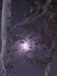 the full moon shines brightly through the trees