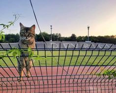 a cat standing on top of a metal fence