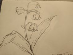 a pencil drawing of a flower on paper