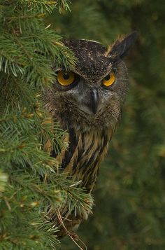 an owl with yellow eyes peeking out from behind a pine tree branch and looking at the camera