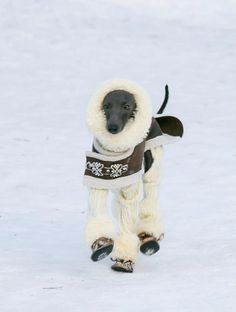 a black and white dog walking in the snow wearing a coat with fur on it's back