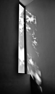 a black and white photo of the shadow of a tree in front of a window