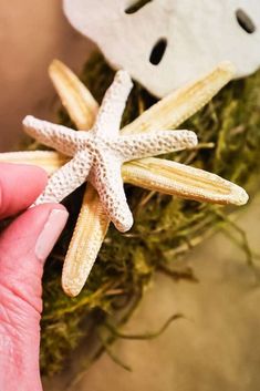 a person holding two starfishs in front of a fake sea urchin with moss growing on it