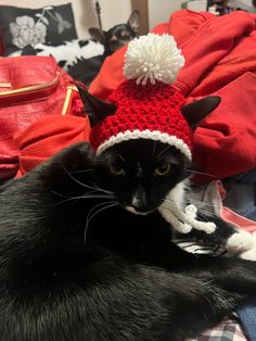 a black and white cat wearing a red knitted hat