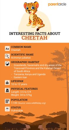 an orange and white poster with the words interesting fact about cheetah on it