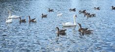 many ducks and swans are swimming in the water