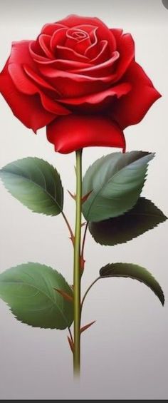 a red rose with green leaves on a white background