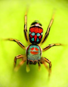 a colorful spider sitting on top of a green leaf