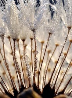 a dandelion with drops of water on it's top and bottom petals