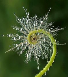 a dandelion with drops of water on it's top and bottom half