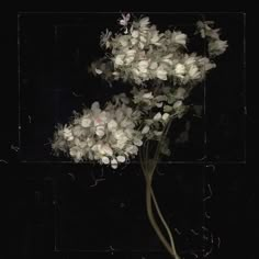 a bunch of white flowers in a vase on a black background with an inset