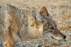 a gray wolf standing on top of a dry grass field