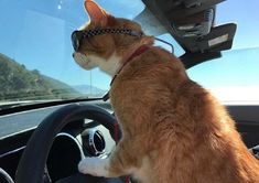 an orange and white cat wearing sunglasses sitting in the drivers seat of a car looking out the window