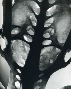 a black and white photo of a tree with lots of leaves on it's trunk