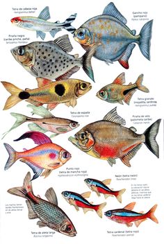 the different types of fish are shown in this drawing, which shows them's colors and