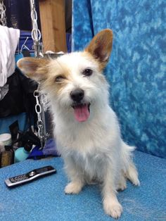 a small white dog sitting on top of a blue chair