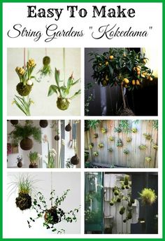 several different pictures with plants hanging from the ceiling and in pots on the wall, along with text that reads easy to make string gardens'koledama