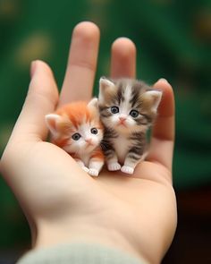 two tiny kittens sitting on top of someone's hand