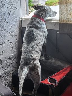 a dog standing on its hind legs looking out the window