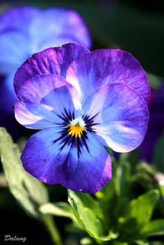 purple and blue flowers with green leaves in the background