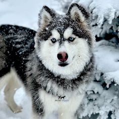 a husky dog is standing in the snow