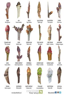 the different types of flowers are shown in this poster, with their names on them