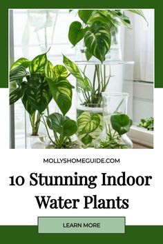 Explore the world of indoor gardening with these beautiful water plants that grow effortlessly in vases. Discover the best water plants for your home, including spider plants and other easy-to-care-for options. Transform your space with zero-maintenance houseplants that thrive without soil. Dive into a new way of nurturing greenery with aquatic plants perfect for transitioning from soil to water. Get inspired by innovative indoor gardening ideas and create a tranquil oasis with stylish indoor pl Self Watering Indoor Plants, Plants That Grow In Water, Best Plants To Grow In Water, Aquatic Plants Indoor Water Garden, Plants In Water Vase, Outdoor Potted Plant Ideas, Plants That Grow In Water Indoor, Spider Plant In Water, Indoor Gardening Ideas