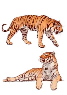 two tigers are shown in three different positions, one is laying down and the other is standing up