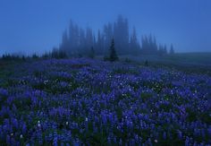 a field full of purple flowers with trees in the background and foggy sky above