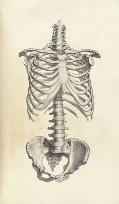 an image of a diagram of the human skeleton and its external organs, including the ribcage