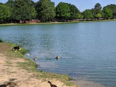 ducks are swimming in the water near some grass