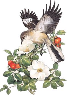 a bird sitting on top of a branch with white flowers and green leaves around it