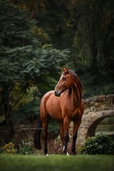 a brown horse standing on top of a lush green field next to a stone bridge