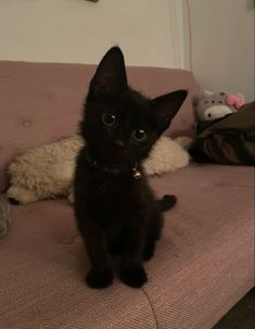 a small black kitten sitting on top of a couch