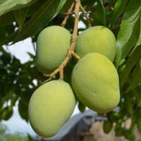 some green fruit hanging from a tree branch