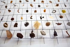 several different types of leaves and nuts on a wire mesh grid, including pine cones, acorns, seed pods, and more