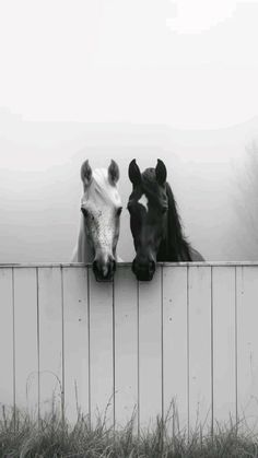 two horses looking over the top of a fence