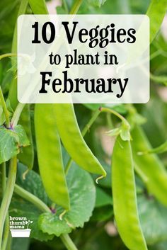 peas growing on the plant with text overlay reading 10 veggies to plant in february