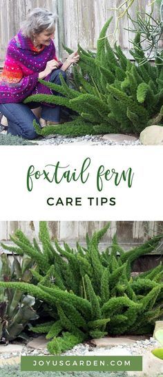 a woman kneeling down in front of a green plant with the words foxtail fern care tips