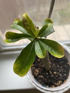 a small green plant in a white pot on a window sill next to a window