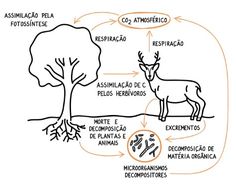 a diagram showing the different parts of an animal