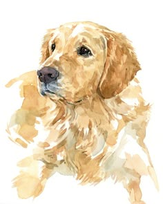 a watercolor painting of a golden retriever dog