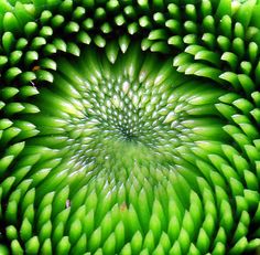 the top view of a green plant with lots of leaves in it's center