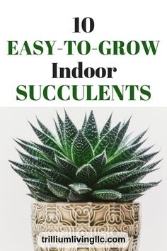 an indoor succulent plant in a pot with the title 10 easy to grow indoor succulents