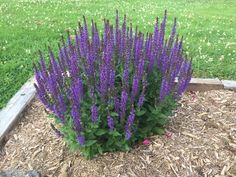 some purple flowers are growing in the dirt