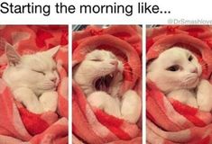 three pictures of a white cat laying on top of a blanket with the caption, starting the morning like