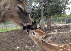 a baby deer licks the nose of an adult deer