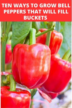 red peppers growing on the plant with text overlay that reads ten ways to grow bell peppers that will fill buckets