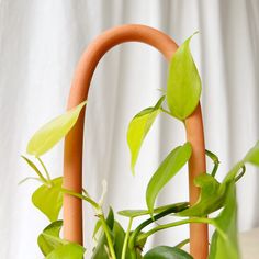 a potted plant sitting on top of a wooden table next to a white curtain