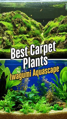 In an Iwagumi aquascape, the choice of carpet plants is crucial to achieve the minimalistic beauty and balance. Each plant offers unique textures and growth patterns that contribute to the overall serenity of the layout.

In this article, I’ll talk about 7 carpeting plants that work wonderfully in an iwagumi aquascape. Whether you are a beginner or want to create an advanced iwagumi aquascape, you can choose a number of plants mentioned in this article.